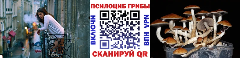Галлюциногенные грибы Psilocybine cubensis Надым